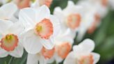 10 Types of Pretty Pink Daffodils to Grow This Spring