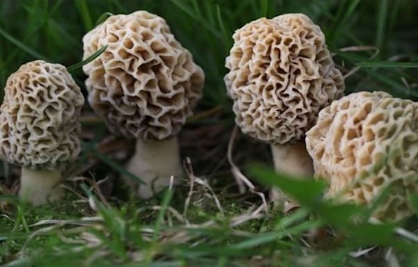 Michigan morel mushroom hunters should beware ‘false’ look-alikes