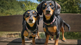 Dachshunds Surprise Infant With Morning Wake-Up and Nothing Has Ever Been More Precious