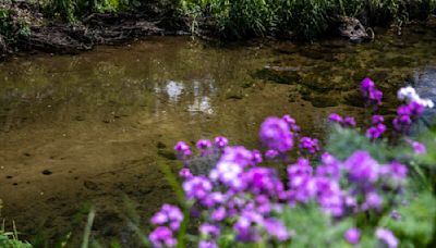 Could Cedar Rapids do more to protect McLoud Run from fish kills?