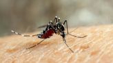 Un estudio advierte que existe un jabón que puede atraer a los mosquitos que transmiten dengue
