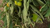 5 Reasons Your Tomato Plant Is Wilting and How to Fix It