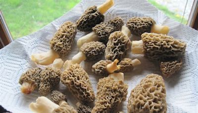 May is Morel Mushroom month, how to find them