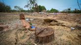 South Delhi eco zone now a shrine to 1,100 felled trees