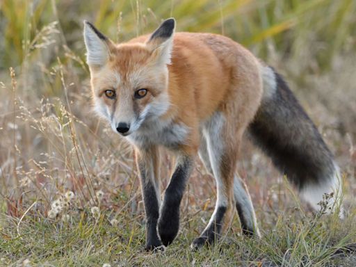 Mother Restrains Rabid Fox That Bit Her 4-Year-Old Child, Police Say