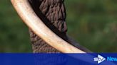 Woman fined £1,400 after admitting making thousands selling ivory on eBay
