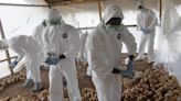 Canada expanding surveillance, testing milk for H5N1 avian flu amid U.S. dairy cattle outbreak