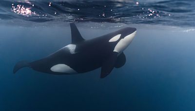 Killer Whales Sink Yacht in Med: ‘Knew What they Were Doing’