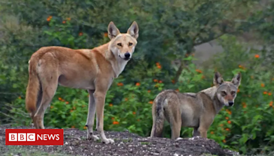 Conservação de animais: as espécies ancestrais de lobos que podem desaparecer para sempre