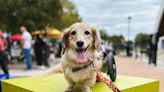 Austin dachshund goes viral showing life on wheels, wiener dog race