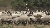 Los Angeles County sends in the goats