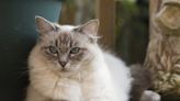 Traumatized Ragdoll Cat Thrives in New Home After Being Shown Patience and Love