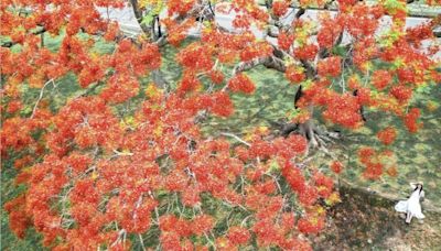 滿版火紅鳳凰木花海綻放！夏日必拍大花景打卡角度一次看