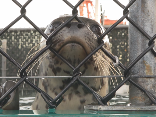 Five seals released after rehab at Vancouver Aquarium Marine Mammal Rescue Centre