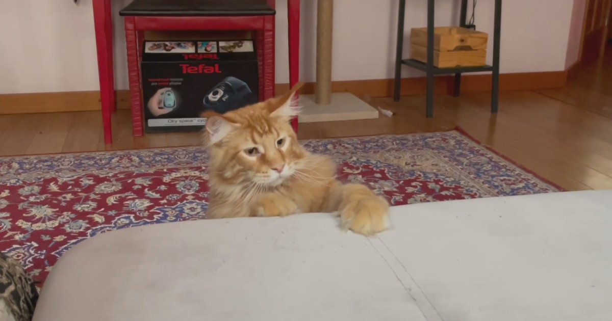 How to deter cats from scratching up furniture | Pet Project