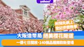 日本櫻花2023｜大阪造幣局4.7一連七日開放！560米櫻花隧道、140個品種兩款新登場（附預先網上登記步驟教學）