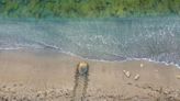 It's turtle walk season: How you can see them lay their nests at north county beaches.