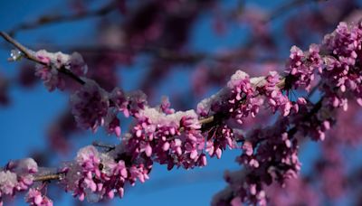 From bur oaks to redbuds, Ann Arbor giving away nearly 4,000 free trees