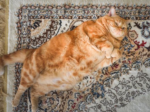 Watch out, fat cats – Ozempic is coming for pets