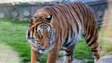 Endangered animal, one of the smallest tiger subspecies, transferring to Fresno zoo