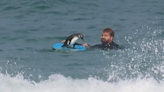 "Surf's up, bruh!" Adorable penguin hops on bodyboard