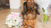 Groom's Surprise First Look with His Dachshund Is Touching People's Hearts