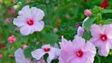 For Flowers That Return Year After Year, Grow Hardy Hibiscus