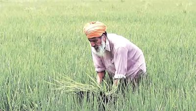 Kharif sowing off to a brisk start