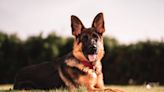 Sweet German Shepherd Who's Patiently Waiting to Be Adopted Has Captured Our Hearts