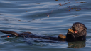 Female sea otters use tools more than males