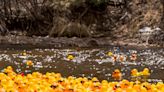 Another big year for the Estes Park Rotary Duck Race Festival