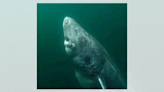 Fact Check: Viral Pic Claims to Show Greenland Shark Born Before Revolutionary War. Here's the Truth