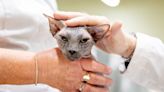 Sphynx Cats Have the Lowest Life Expectancy of Domestic Feline Breeds, Study Finds
