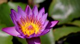 Sacred Plants From Around The World