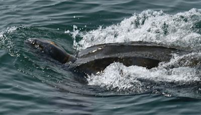 Whale watchers catch rare glimpse of leatherback turtle in Bay of Fundy