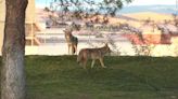 Caught on camera: Coyote encounters with dogs in Nevada