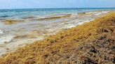 Around Anastasia Island: Sargassum seaweed aids sea turtle hatchlings and other sea life