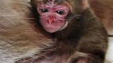 Missing Walterboro primate identified as Bradley the Japanese macaque