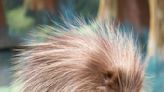Porcupine’s Passing at Denver Zoo Inspires Community, Cultural Teachings