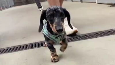 Phillies fans bring pets to celebrate Bark at the Park along with surprise adoptable dogs, cats