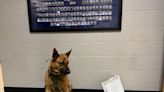FEEL GOOD: Police dog denied donut during Police Week