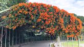 搭捷運賞黃橘炮仗花海！夢幻花瀑廊道免費拍