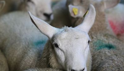 Painful spiral of factory pulls could be over as lamb prices hold