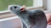 Le rat : Quel est cet animal tant redouté ?