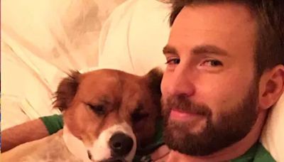 Captain America Star Chris Evans Wants to Adopt a Senior Dog