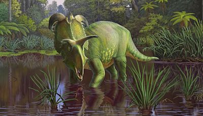 Lokiceratops, a ‘remarkable’ new dinosaur species, has been found in Montana, researchers say