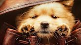 REVIEW | Hachiko 2: Siempre a tu lado - Una nueva adaptación de la famosa historia