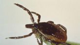 Dead or alive: Ticks that survive the winter have something in common