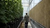 Greenhouses are becoming more popular, but there’s little research on how to protect workers