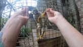 Magic trick only fools monkeys with opposable thumbs, study suggests